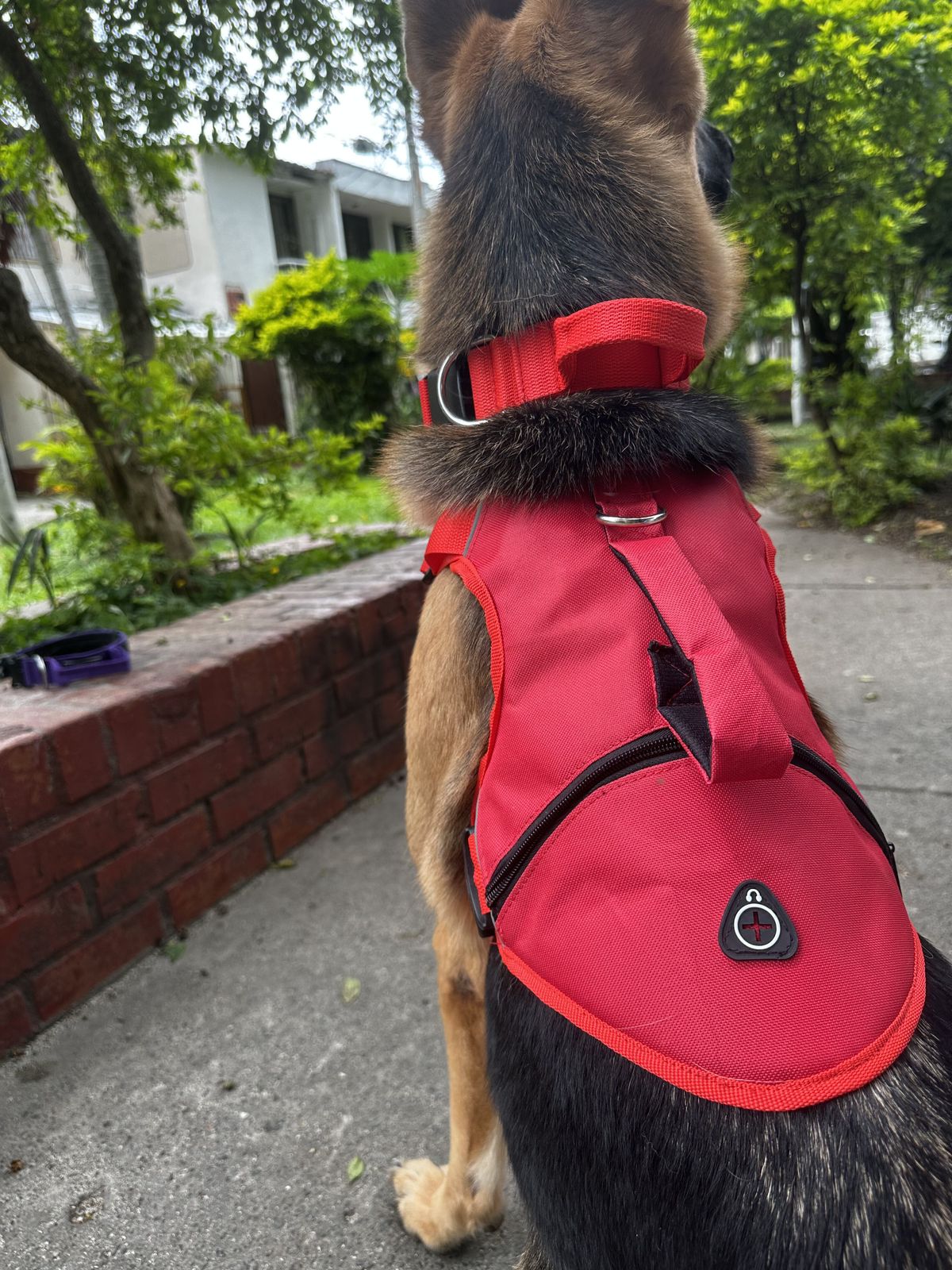 Pechera Tactica Apolo - Anti Tirones + Obsequio Collar