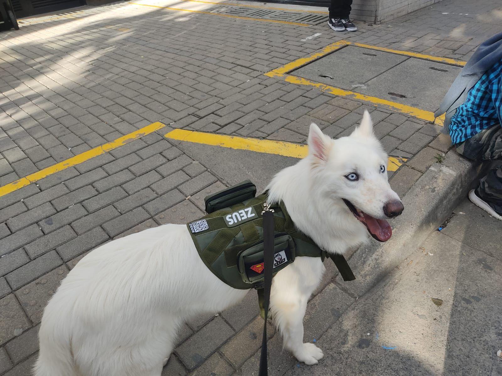 Chaleco Táctico – Paseos sin tirones
