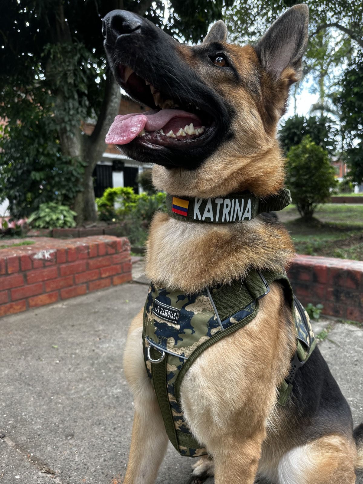 Pechera Tactica Apolo - Anti Tirones + Obsequio Collar