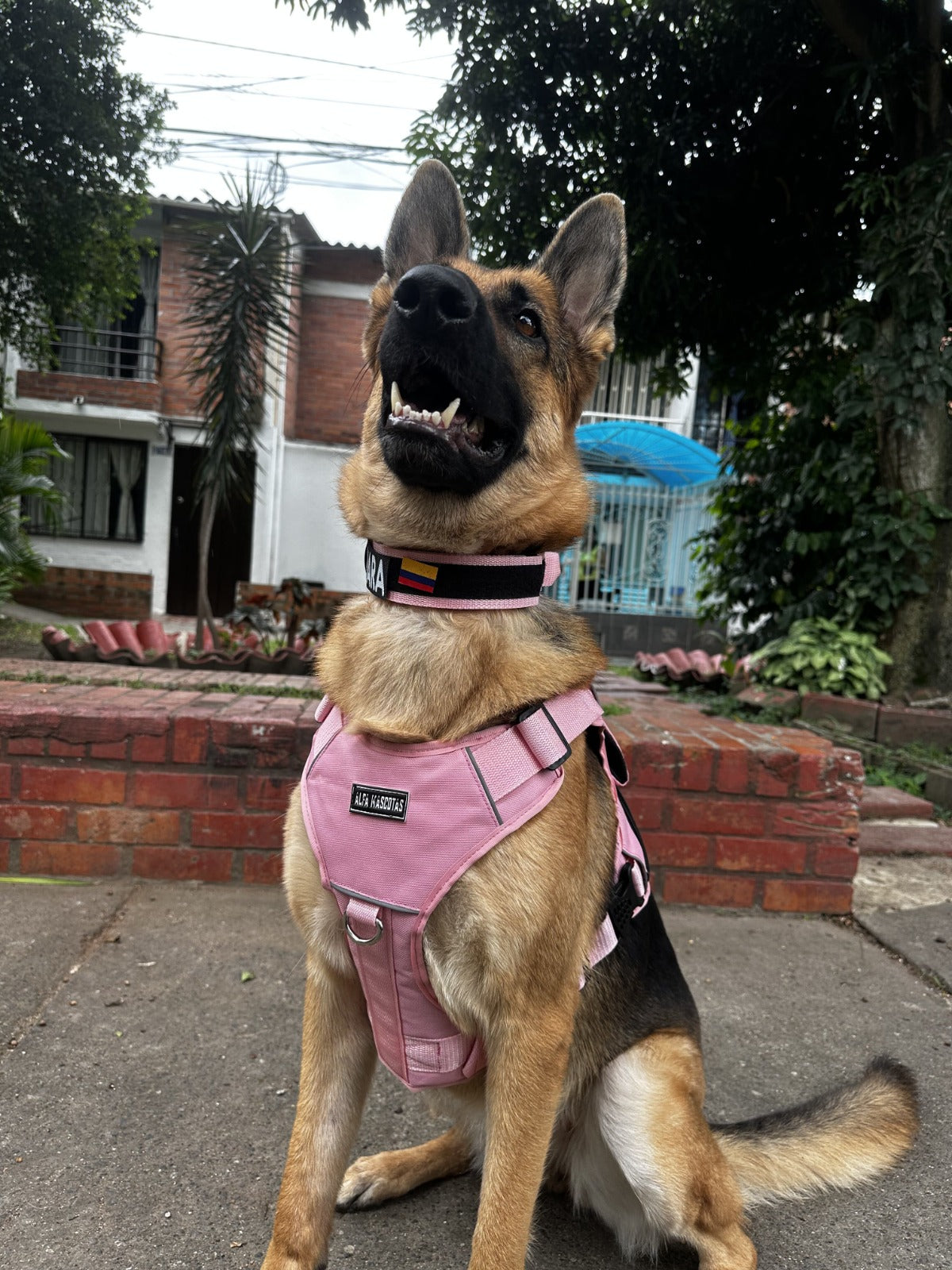 Pechera Tactica Apolo - Anti Tirones + Obsequio Collar