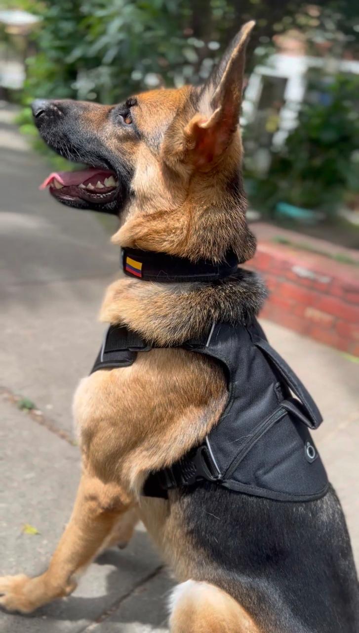 Pechera Tactica Apolo - Anti Tirones + Obsequio Collar