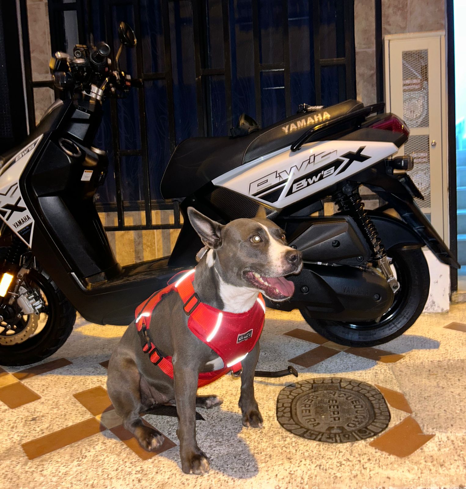 Pechera Tactica Apolo - Anti Tirones + Obsequio Collar