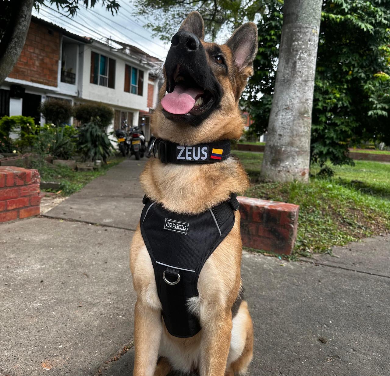 Pechera Tactica Apolo - Anti Tirones + Obsequio Collar