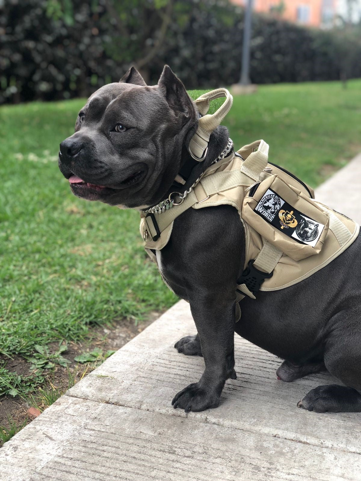 Chaleco Táctico – Paseos sin tirones